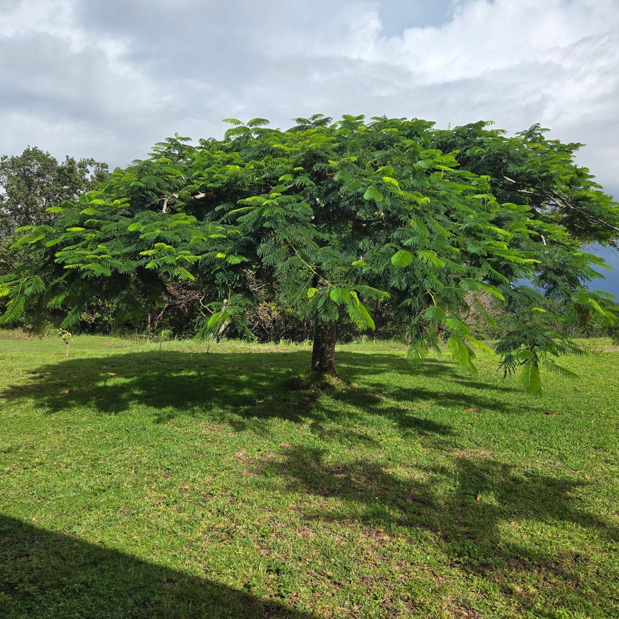 Hacienda En Los Volcanes Guayabo  Exterior photo