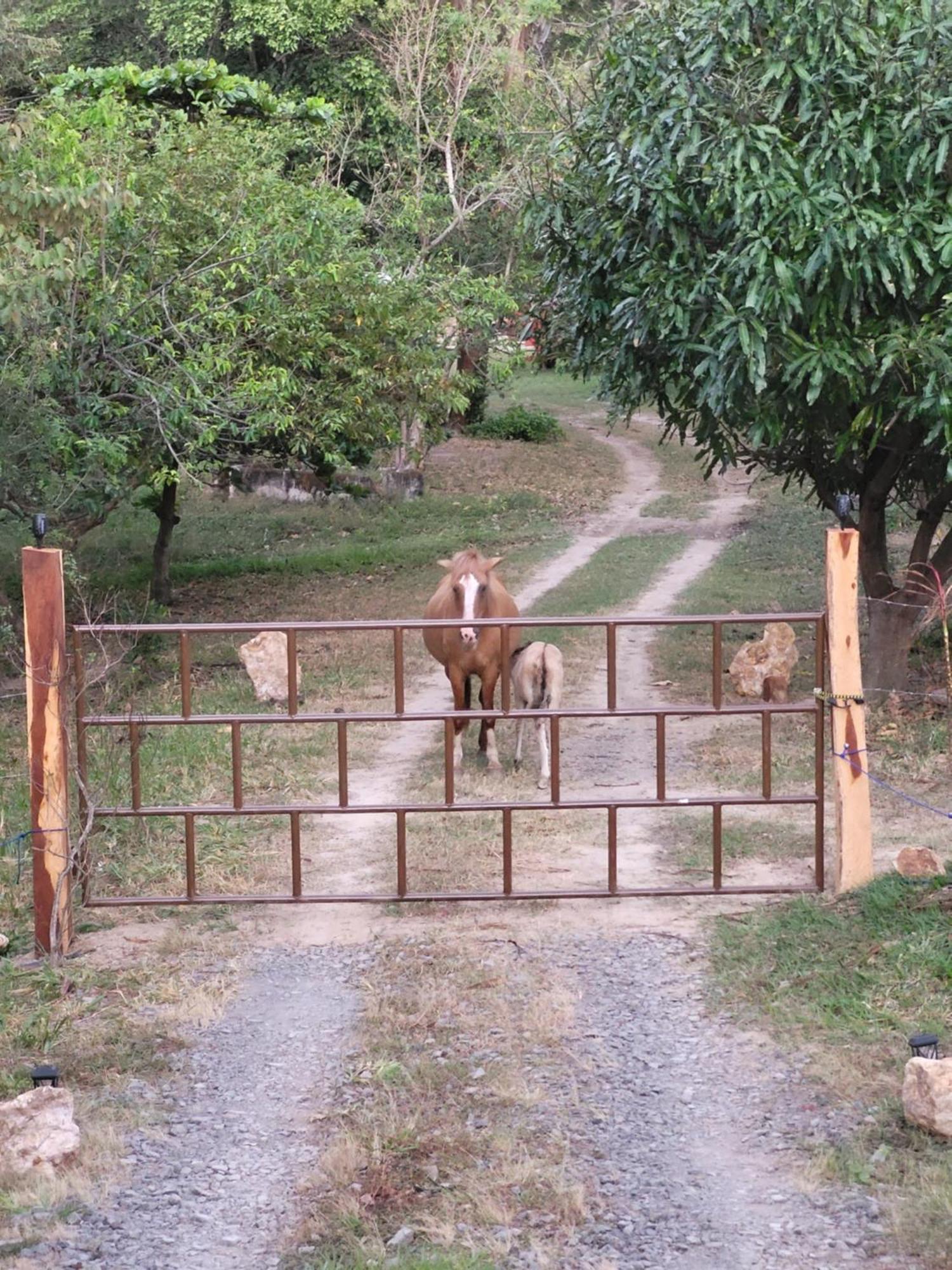 Hacienda En Los Volcanes Guayabo  Exterior photo